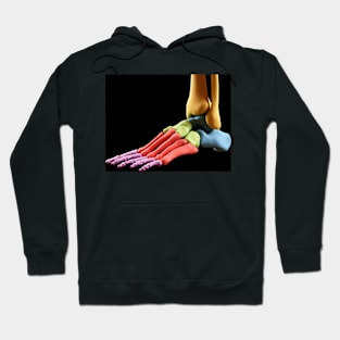 Human foot anatomy, illustration (F011/5689) Hoodie